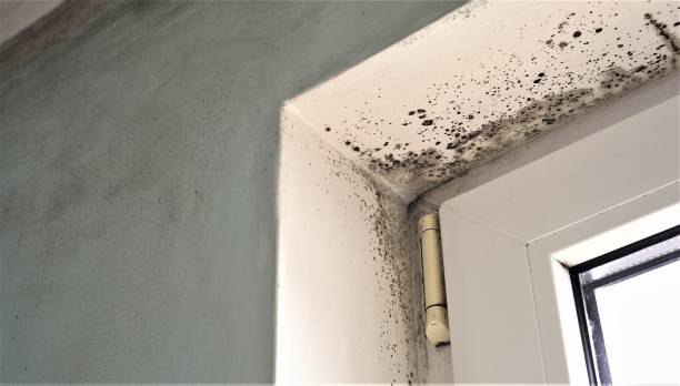 Best Post-Remediation Verification Testing  in Williamsburg, KY