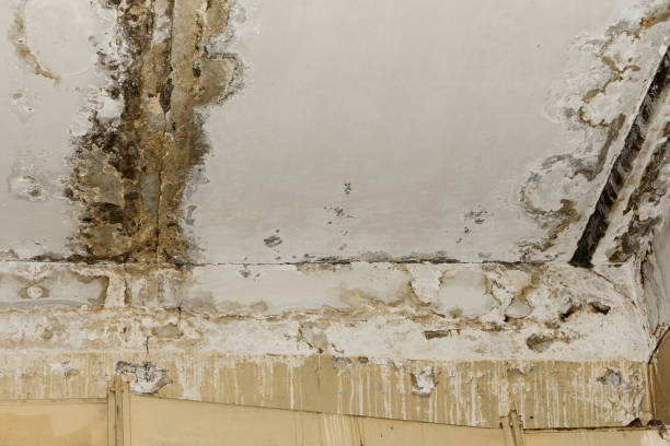 Best Environmental Consulting for Mold Prevention  in Williamsburg, KY