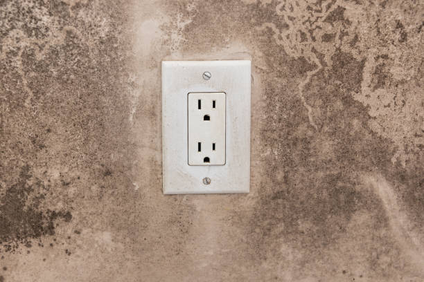 Best Asbestos and Lead Testing During Mold Inspection  in Williamsburg, KY