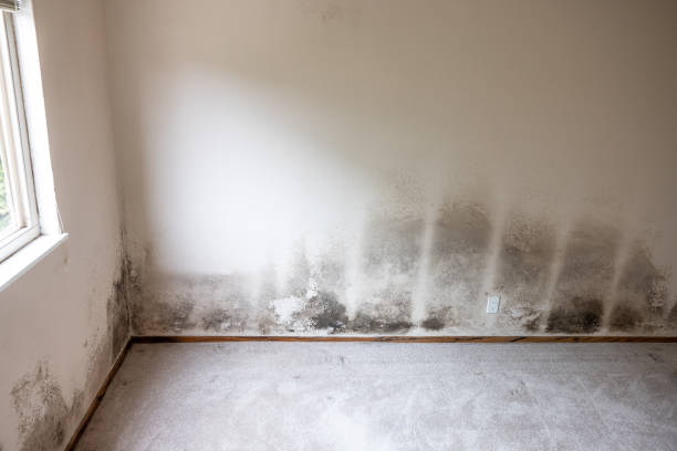 Best Comprehensive Air Testing for Mold Contaminants  in Williamsburg, KY