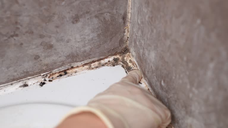 Best Mold Odor Removal Services  in Williamsburg, KY